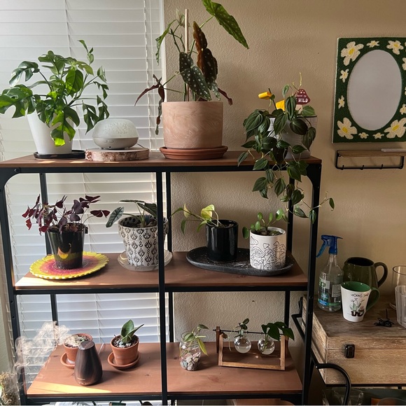 Meet your Posher, Lainey - Picture 2 of 4